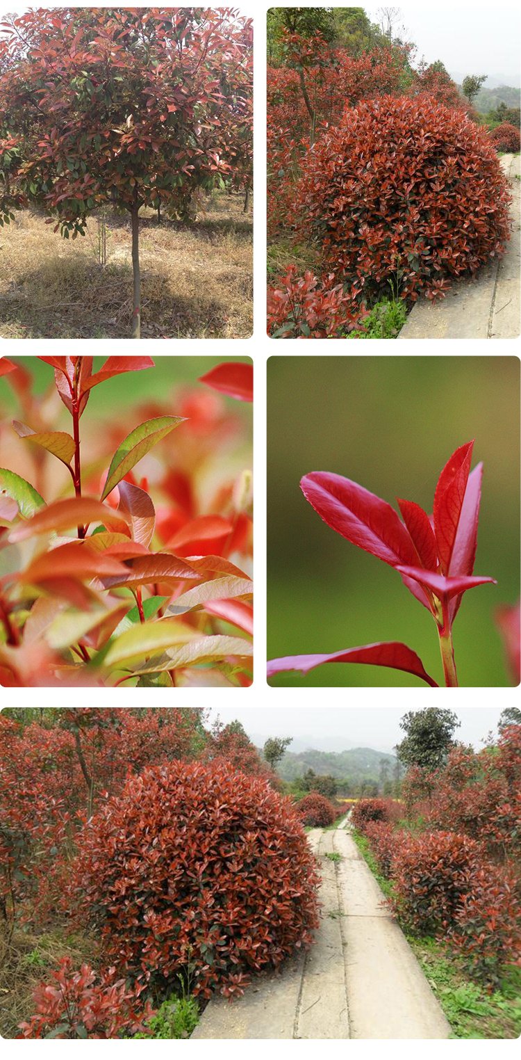 貴州紅葉石楠批發(fā)基地,杯苗地苗都有哦,質(zhì)量好價格合理