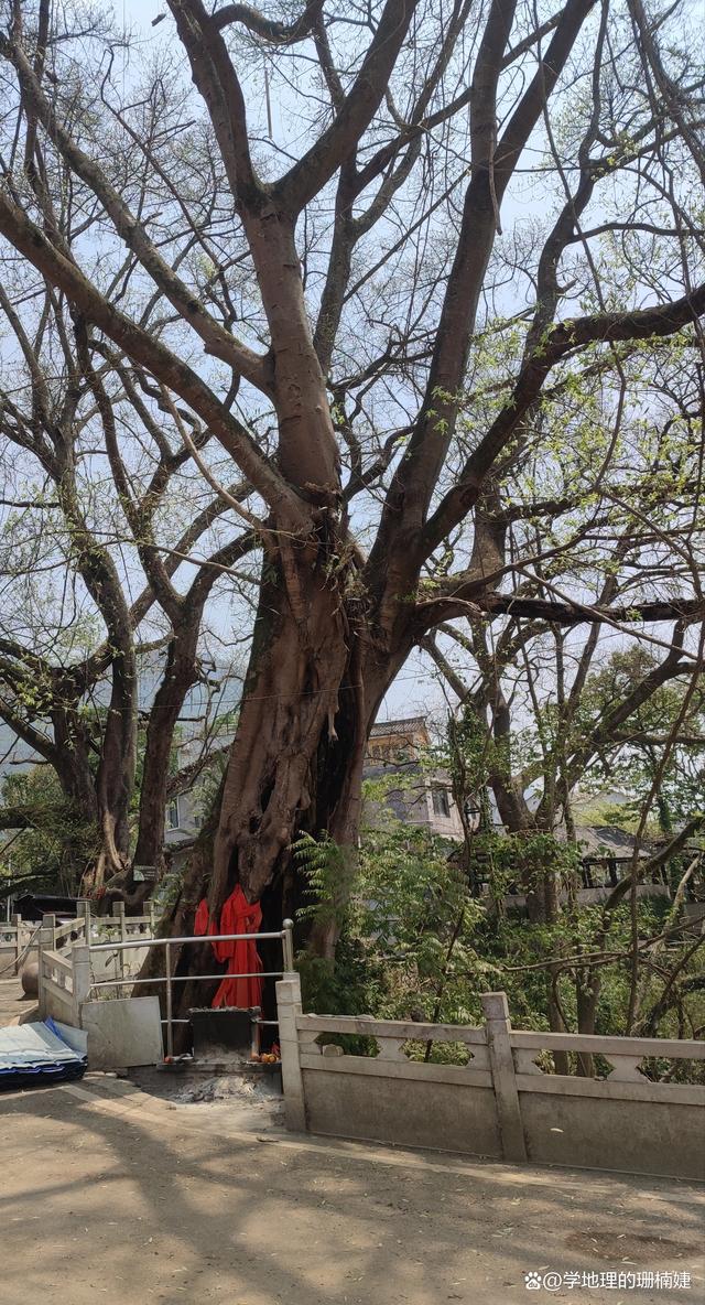 黃葛樹:黃葛樹喬木,黃葛樹景觀大樹——護(hù)森千年樹