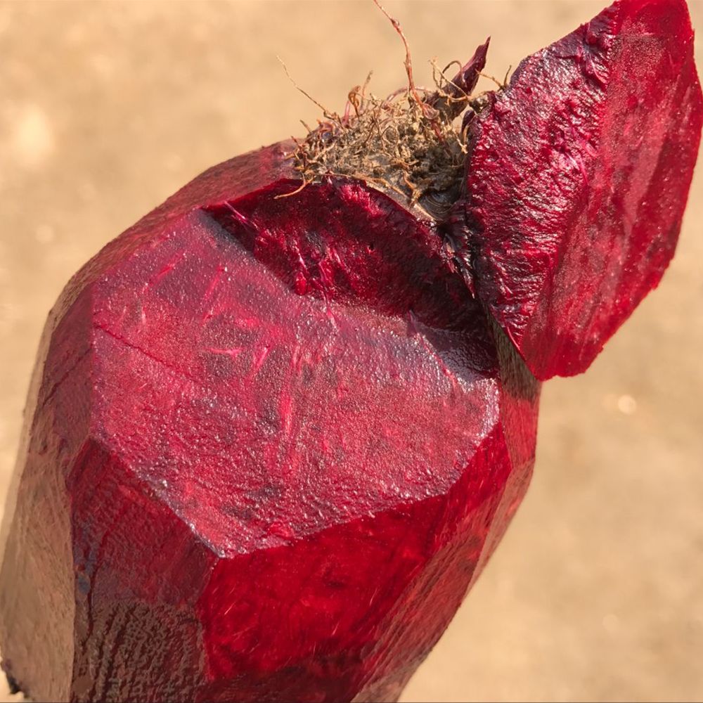 批量供應(yīng)嘉葉牌優(yōu)質(zhì)火焰菜福州火焰菜無公害蔬菜